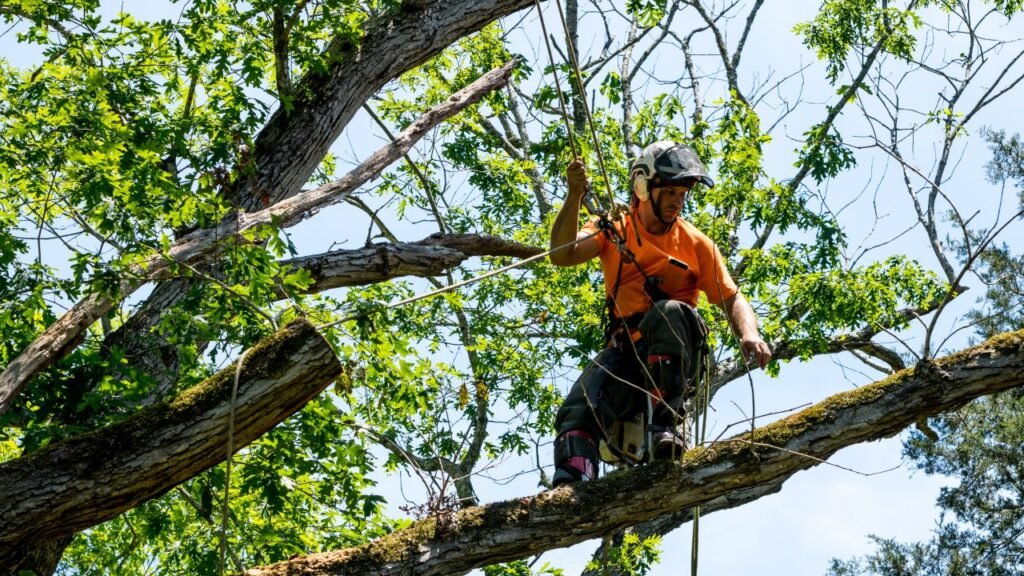 Tree Service in Friendswood, TX